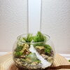 部屋に「小さな自然」を。自然に見せるコツまで学べる苔テラリウムづくり