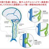アルツハイマー病と「脳のリンパ流」をめぐる新しい外科手術