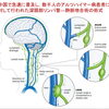 アルツハイマー病と「脳のリンパ流」をめぐる新しい外科手術