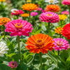 🌸 今日のはな｜ヒャクニチソウ（百日草）