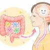 セロトニンと腸の意外な関係  ～「心の健康」は腸から？皆さんにも知ってほしい腸と脳の関係～