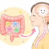 セロトニンと腸の意外な関係  ～「心の健康」は腸から？皆さんにも知ってほしい腸と脳の関係～