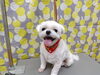 リラックスできる、かけがえのない時間「ごろんで足先【どっぐさろんあきゅ　小型犬専門　トリミング　ペットサロン　京都市南区上鳥羽】」