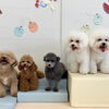 ましゅまろ幼稚園🐾