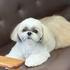 お客様のご紹介🐶[大分市高崎/貸切トリミング]
