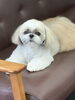 お迎え待ち😊お別れなんてやだねぇ😭「お客様のご紹介🐶[大分市高崎/貸切トリミング]」