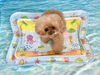 もなちゃん「波とわんこ🌊」