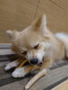 愛犬も大満足！高品質なくつろぎタイム「私の癒し時間と、みなさんの「ほっとタイム」」