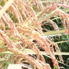 🌾8月18日は「米の日」🌾