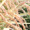 🌾8月18日は「米の日」🌾