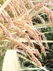 たわわに実る稲穂　新米「🌾8月18日は「米の日」🌾」