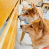 今日のお友達