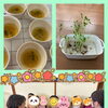 豆苗🌱