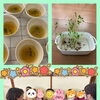 豆苗🌱