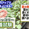 高温干ばつに負けない! 活着資材を用いてブロッコリーの植え付け試験　たねのハシモトミヤ