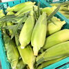 開田高原産とうもろこし『グラビス』朝採り入荷！道の駅木曽福島