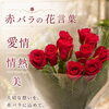 赤バラの花言葉のご紹介（愛情・情熱・美）