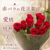 赤バラの花言葉のご紹介（愛情・情熱・美）