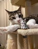 モデル業もはじめました🐾「猫たちと過ごす日常（お店に猫はいません）」