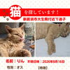 【新居浜市大生院付近】迷い猫を探しています（不明になった日：2026年8月16日）