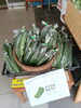 八王子産夏野菜が充実しています。2点購入ごとに50円引きになります。きゅうりやなす、ピーマン、オクラ「802SKYSHOP 八王子産野菜売り場がリニューアルしました。リニューアル記念で今なら八王子産野菜2点購入ごとに50円引きしています。パッションフルーツ、ブルーベリー、たまご、乾燥椎茸も対象商品です。期間は未定です。今日から開催しています」