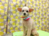 今日もおしゃれでふわもこに「シニア犬あるある？【どっぐさろんあきゅ　小型犬専門　トリミング　ペットサロン　京都市南区上鳥羽】」