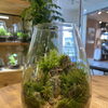 苔が茶色くなった…もう枯れた？ 捨てる前に確認してほしいこと【あまがさきキューズモール】