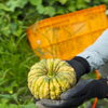 【フレーベル農園だより🌱】七夕の願いが実った！みんなで育てたかぼちゃを収穫しました🎃