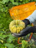 フレーベル畑でかぼちゃの収穫🎃「【フレーベル農園だより🌱】七夕の願いが実った！みんなで育てたかぼちゃを収穫しました🎃」