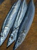 「【魚も酒も自ら厳選する瑞江の小料理屋】 」