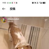 犬のオヤツ#犬のしつけ方#犬との接し方