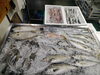 令和8年8月21日  店内「📣本日入荷の情報🐟」