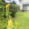 ケイトウの花