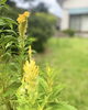 「ケイトウの花」