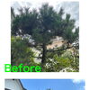 豊能町で黒松の剪定をしました！植木屋ハッピーグリーン