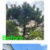 豊能町で黒松の剪定をしました！植木屋ハッピーグリーン