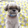 眠い【どっぐさろんあきゅ　小型犬専門　トリミング　ペットサロン　京都市南区上鳥羽】