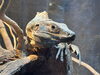 ドラゴン動物園「世界初のドラゴン動物園に潜入/静岡の水槽レンタルならアクアデザインブルース/生き物のプロ/」