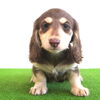 🐾子犬情報🐾