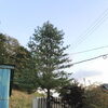伐採お見積り。