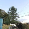 伐採お見積り。
