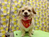 カメラ目線で決めるおしゃれドッグ「裾カット【どっぐさろんあきゅ　小型犬専門　トリミング　ペットサロン　京都市南区上鳥羽】」