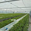 いちごの苗、切り離し完了！[日進市米野木町のいちご直売所rikkefarm]