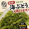 限定販売！沖縄県産生海ぶどう入荷です！