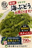 沖縄直送！プチプチ食感がたまらない海ぶどう「限定販売！沖縄県産生海ぶどう入荷です！」