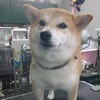 柴犬さんのトリミング♡まったりリラックスタイム