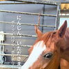 ポリッ、バリッ、ボリボリ♪ にんじんタイムはお楽しみの時間