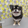ちょっぴり短くしたよ【どっぐさろんあきゅ　小型犬専門　トリミング　ペットサロン　京都市南区上鳥羽】