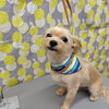 抵抗するも……【どっぐさろんあきゅ　小型犬専門　トリミング　ペットサロン　京都市南区上鳥羽】