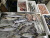 令和8年8月24日 店内「📣本日のお魚情報🐟」